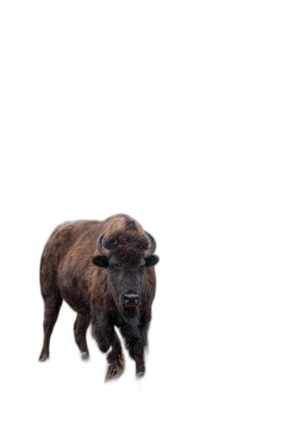 A bison standing in the dark, isolated on a black background with no shadows, in the style of a high resolution, high quality photograph taken with a Canon EOS camera.  Transparent Background