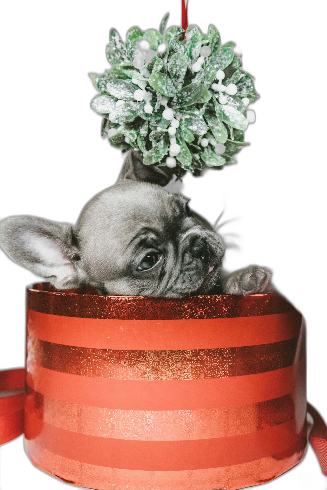 A grey French Bulldog puppy is sitting in the top of a red and silver striped gift box, with mistletoe on its head against a black background in the style of hyper realistic photography.  Transparent Background