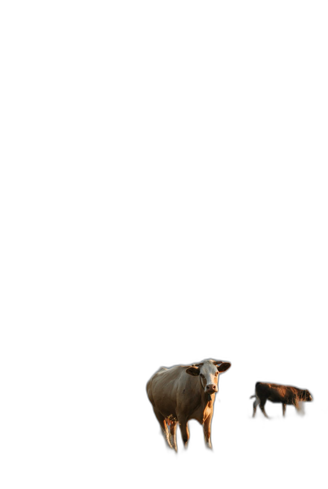 A cow and her calf standing on the ground, with a black background, in a simple style, in the style of high resolution photography, realism, 32K HD  Transparent Background