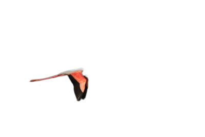 A pink flamingo flying in the air, seen from behind on a black background, high definition photography in the simple and elegant style of minimalism. It is a long shot with negative space and a dark black sky seen from a bird's eye view, as if through a macro lens in natural light at high resolution.  Transparent Background