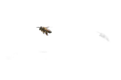 A single bee flying in the darkness, photographed in the style of Sony Alpha A7 III.  Transparent Background