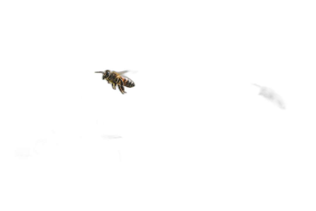 A single bee flying in the darkness, photographed in the style of Sony Alpha A7 III.  Transparent Background