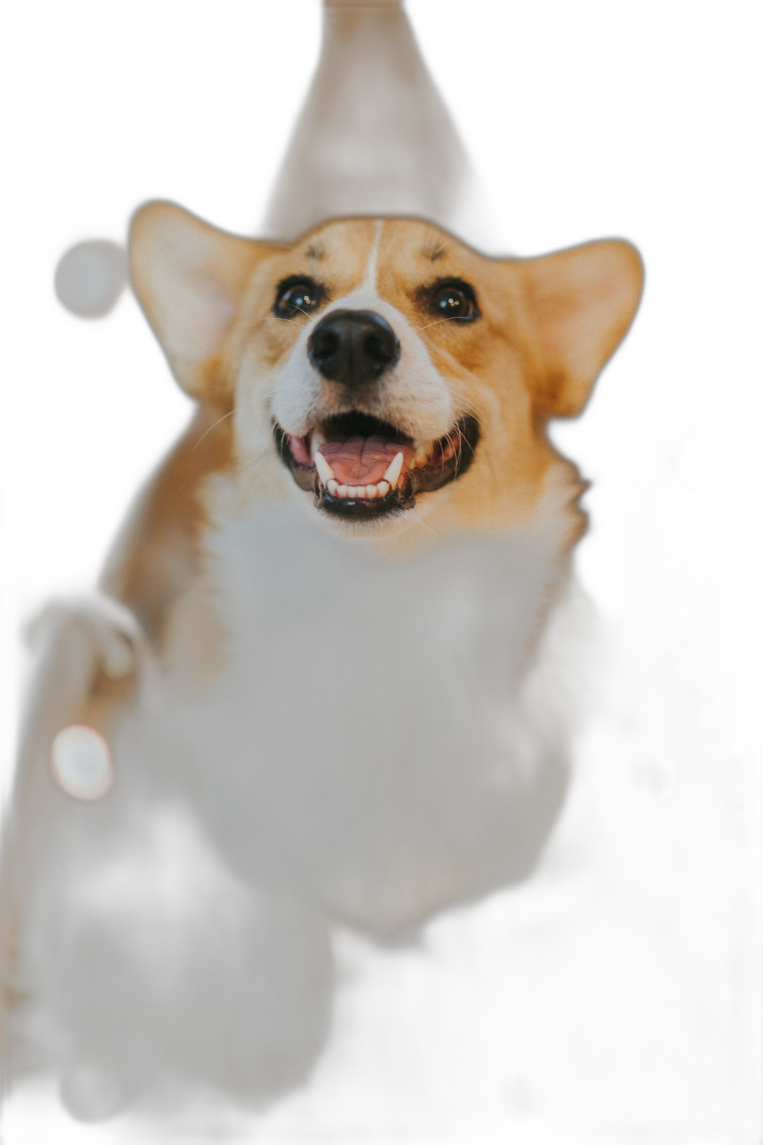 A corgi dog is smiling and waving at the camera, viewed from below, on a black background, with a blurry foreground, in the style of double exposure photography, taken with a canon eos r5.  Transparent Background