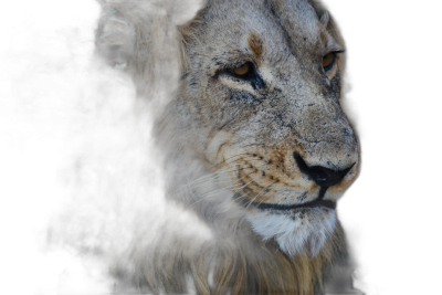 Portrait of an African Lion in the dark, side view, looking at camera, close up, photorealistic, raw photo taken with Sony A7R IV and Leica VarioElmaritSL f/2.8 ASPH Lens for Superlaw's profile picture  Transparent Background