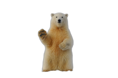 A cute polar bear standing on its hind legs waving at the camera, with an isolated black background, in the style of hyper realistic photography.  Transparent Background