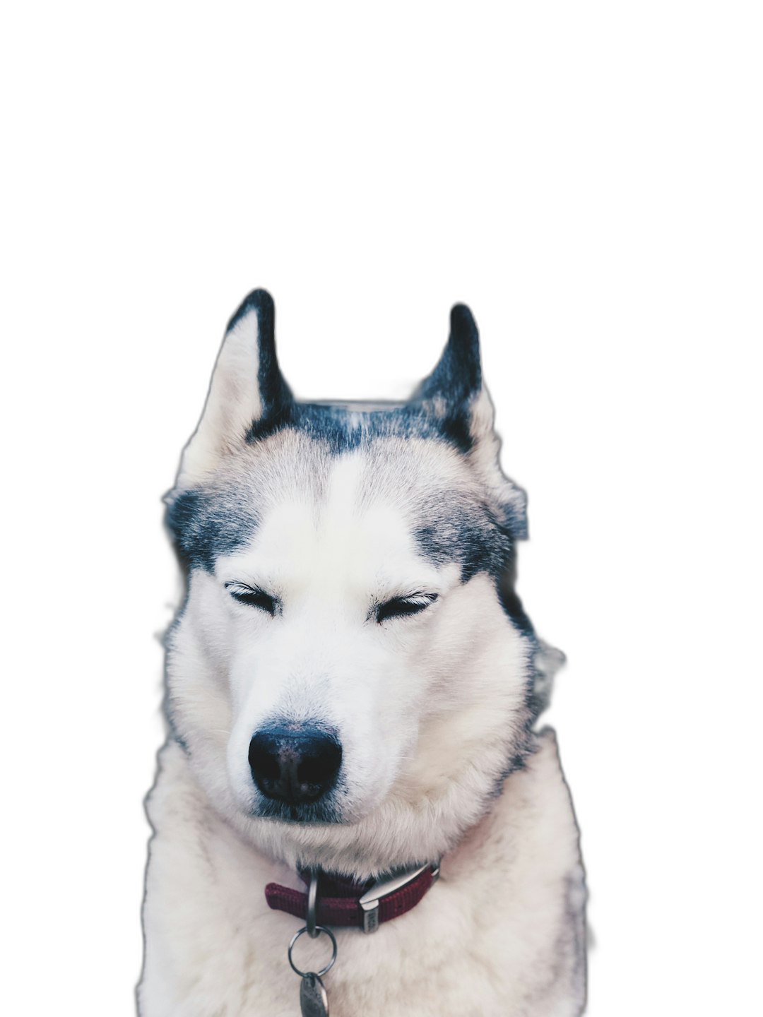 Siberian Husky with closed eyes, front view, solid black background, photograph by [Wes Anderson](https://goo.gl/search?artist%20Wes%20Anderson), symmetrical, portrait photography, hyper realistic, cinematic lighting, ultra detailed,  Transparent Background