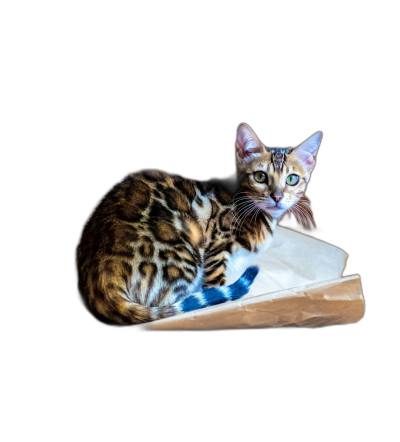 A Bengal cat kitten sitting on top of an open box, the bottom is made of white cardboard with blue stripes on a black background. The cat has golden brown fur and green eyes. The angle from above shows its full body and tail. This is a studio photography product shot in the style of photorealistic studio lighting.  Transparent Background