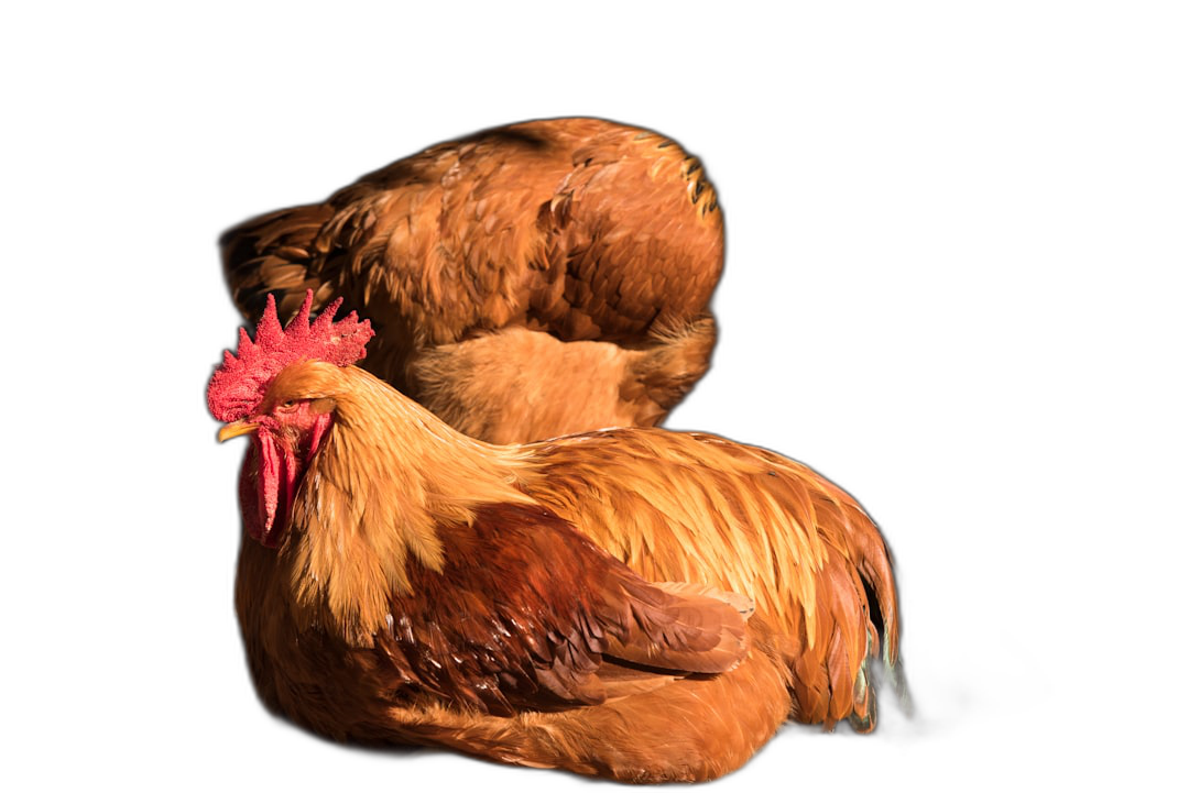 A red rooster sleeping on the back of an orange hen, isolated black background, hyper realistic photography  Transparent Background