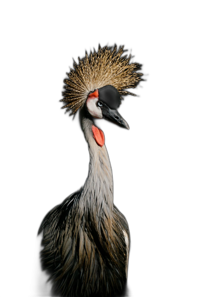 Photo of grey-crowned crane, solid black background, high resolution digital photography in the style of nature-inspired forms, naturalistic materials, studio portrait, dark gray and red, isolated on white background, national geographic photo  Transparent Background