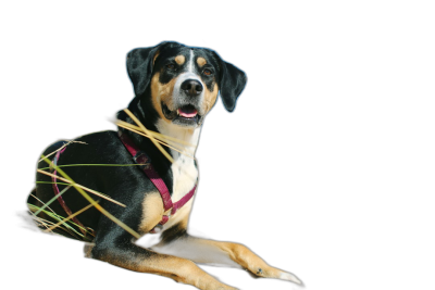 A great Swiss mountain dog with an extremely long body, wearing a hat made of straw and red leather straps, is lying on its side smiling at the camera against a black background. This is a studio photography shot in the style of advertising, with high resolution.  Transparent Background