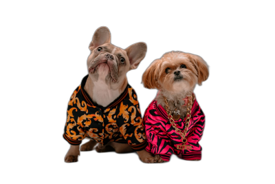 A photo of two dogs, one French Bulldog and the other Havanese in the style of Versace with a classic luxury pattern on their , wearing pink tiger print suits and gold chains. Isolated on a black background with studio lighting. Hyper realistic and high resolution photography.  Transparent Background