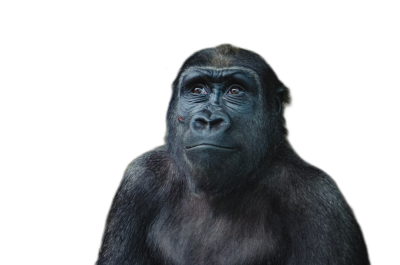 A gorilla looking at the camera, isolated on black background with copy space , hyper realistic photography  Transparent Background