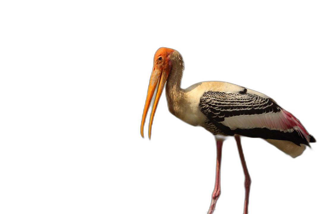 Photo of A painted stork, white and black plumage with pink underbelly standing on one leg against the background of darkness, high quality photo for stock photography, professional color grading, soft shadows no contrast, clean sharp focus digital photography  Transparent Background