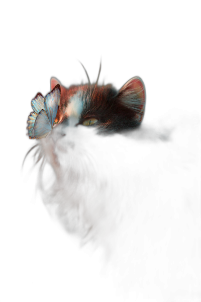 A cat with a butterfly on its nose, dark background, photorealistic in the style of octane render, hyper detailed, cinematic look, volumetric light  Transparent Background