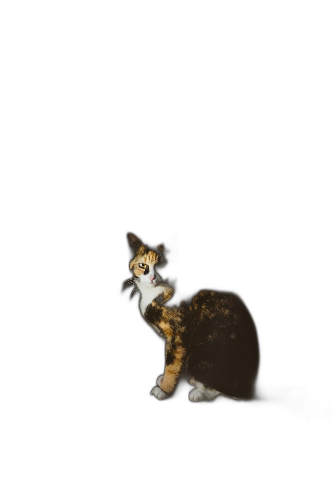 A cute calico cat playing in the dark, full body shot against a pure black background, illuminated in the style of bright light from above, high definition photography, studio shot with sharp focus using a wide angle lens, ultra clear, minimalist and with cinematic lighting, clean and simple design rendered in octane.  Transparent Background