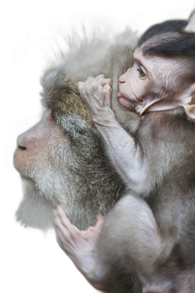 Closeup of an adult monkey holding and looking at the baby, isolated on a black background, in a high resolution photographic style.  Transparent Background