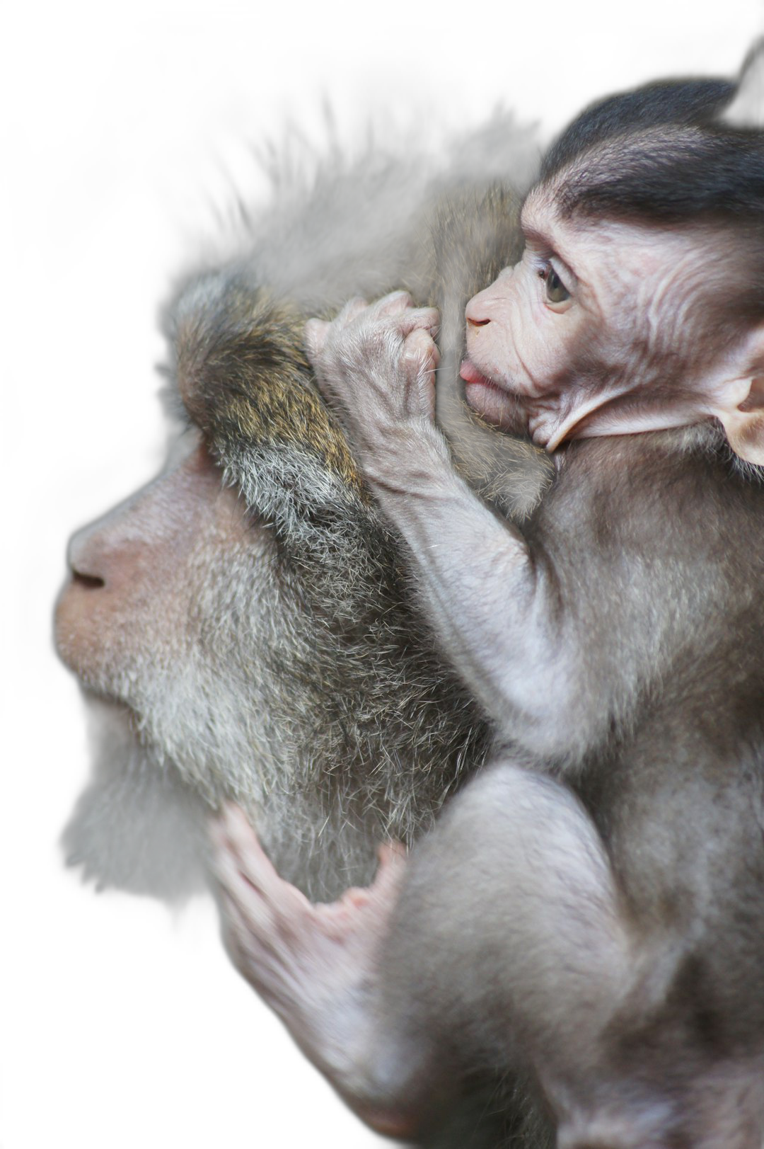 Closeup of an adult monkey holding and looking at the baby, isolated on a black background, in a high resolution photographic style.  Transparent Background