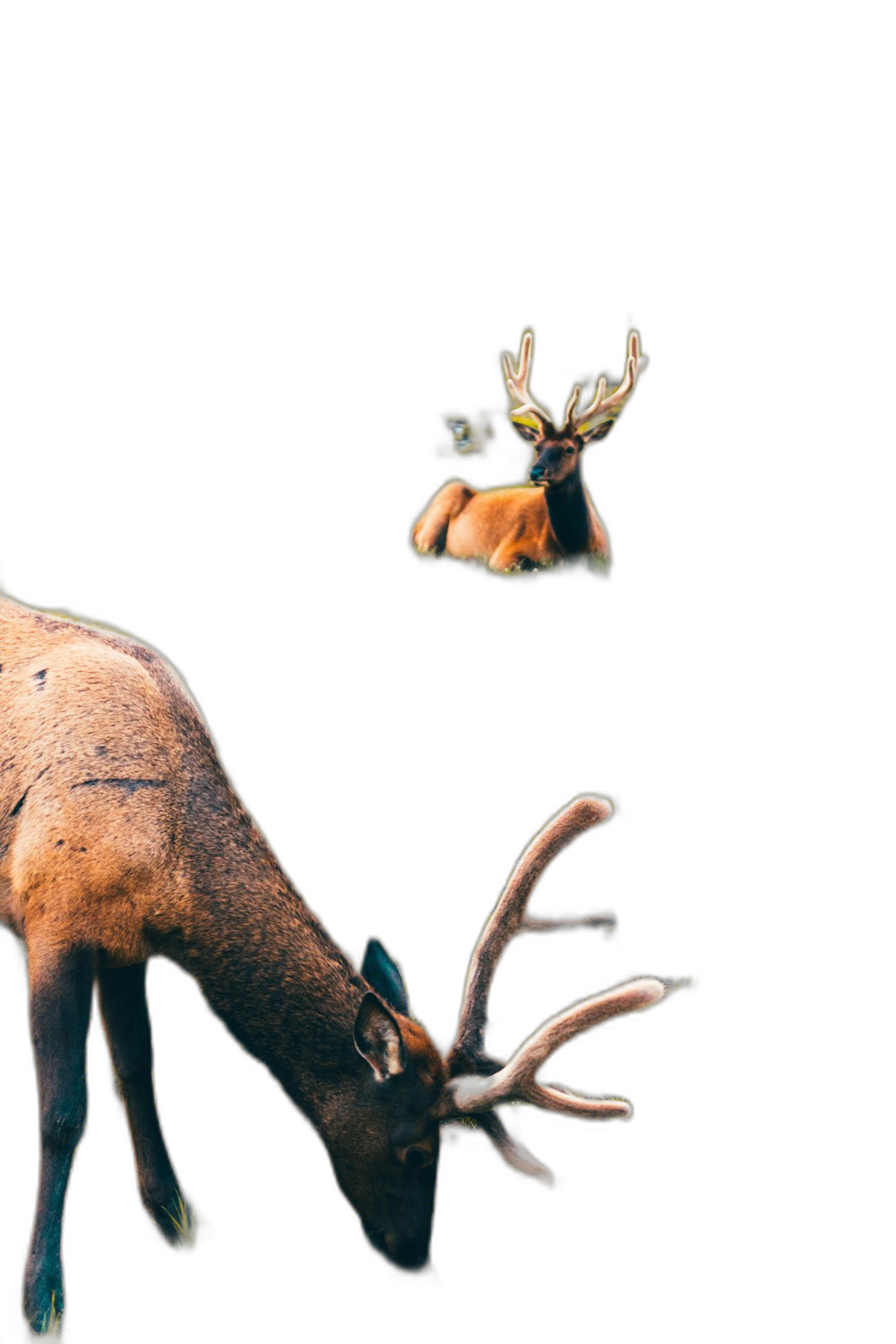 A single deer with antlers on its head is seen from the side, and in front of it floats another stag that looks like it’s flying above it, on a solid black background, in the style of photorealistic hyperrealism, in the style of a photo taken by sony alpha.  Transparent Background