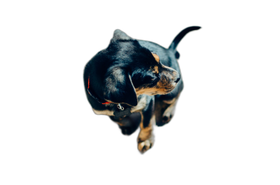 A cute dog is flying through the air against a pure black background in a top-down view, captured in high definition photography.  Transparent Background