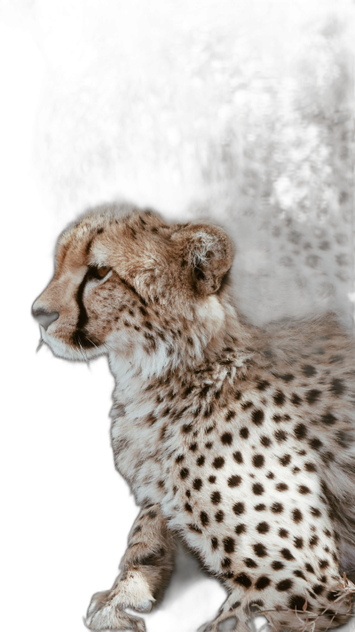 Cheetah, side view angle, motion blur, dark background, cinematic lighting, high contrast, hyper realistic,  Transparent Background