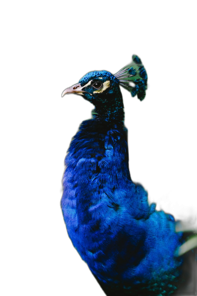 Portrait of blue peacock, black background, backlight, isolated from the bottom and right sides of photo, hyper realistic photography  Transparent Background