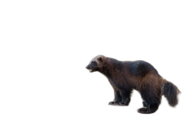 Wolverine walking on a black background, side view, in a realistic photo style.  Transparent Background