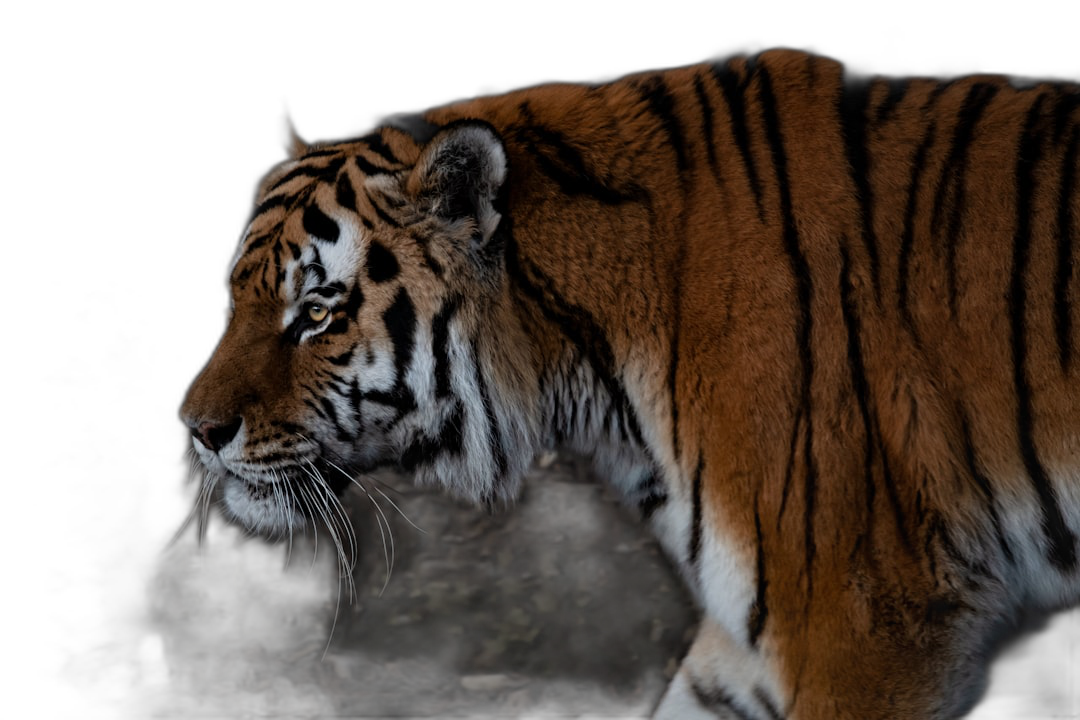 Photo of an Amur tiger, side view, full body, on a dark background, with cinematic lighting, wildlife photography, taken with a Canon EOS R5 at F2, ISO100, 36mm f/8, using natural light, in a closeup shot.  Transparent Background