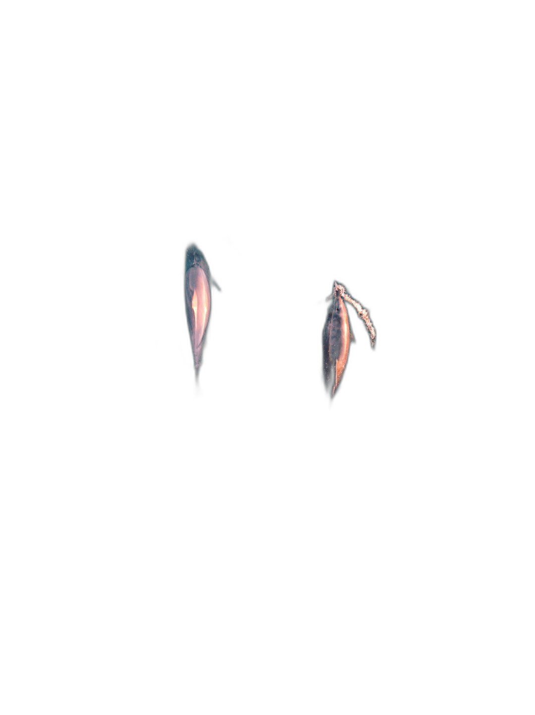 2 small dark floating creatures in a pitch black background, minimalism, in the style of a real photo, high resolution  Transparent Background