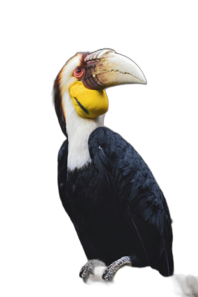 W giangianus bird, full body, yellow beak and black neck on the top of head, white belly , hyper realistic photography, high resolution, isolated in Black background  Transparent Background