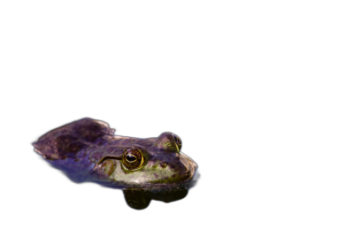 A purple frog floating on water isolated against a black background, with copy space for text or design. The frog's green eyes are visible under its dark purple skin. A closeup view captures the detailed texture and reflective surface of its body. The scene is illuminated with soft natural light to highlight every detail in the violet color of the animal's fur. This photograph captures one cute purple forest frog isolated on a black background. High resolution photography in the style of nature photography.  Transparent Background