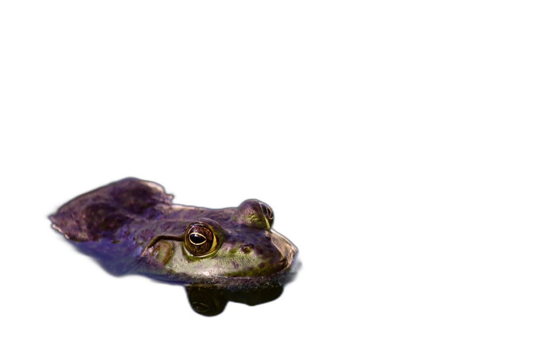 A purple frog floating on water isolated against a black background, with copy space for text or design. The frog’s green eyes are visible under its dark purple skin. A closeup view captures the detailed texture and reflective surface of its body. The scene is illuminated with soft natural light to highlight every detail in the violet color of the animal’s fur. This photograph captures one cute purple forest frog isolated on a black background. High resolution photography in the style of nature photography.  Transparent Background