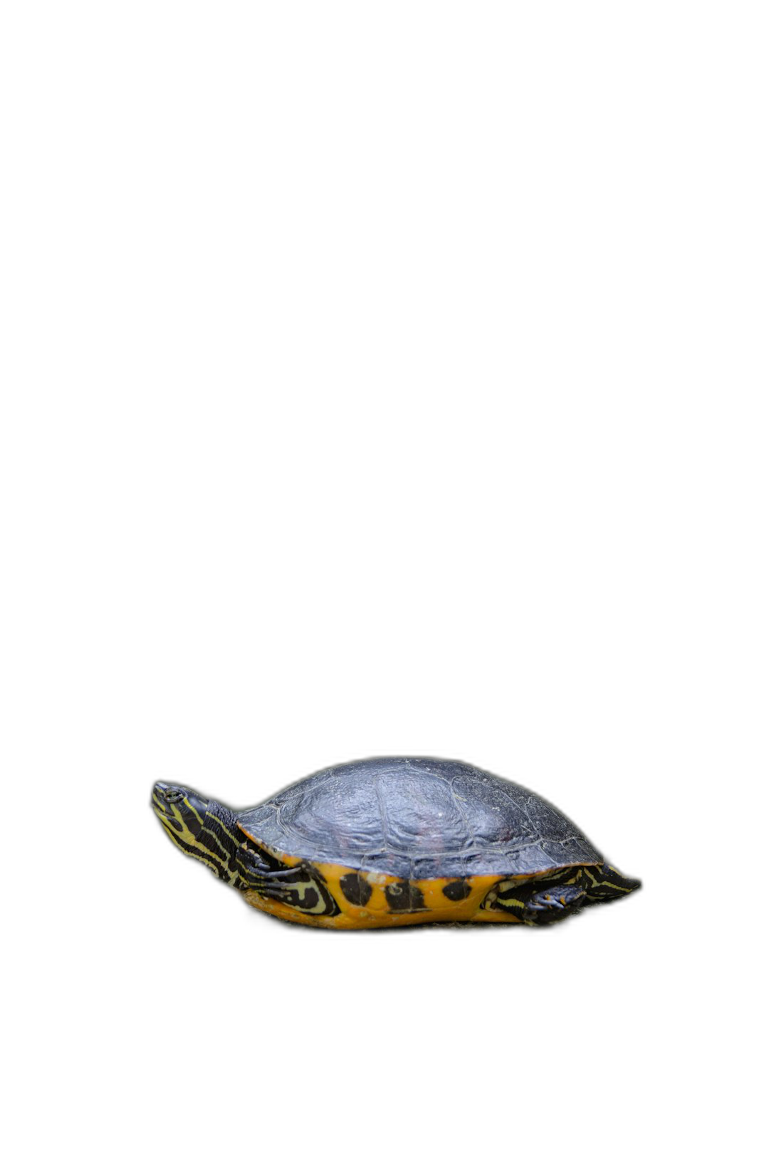 Turtle, black background, minimalism, simple design, simple lines, minimal details, photograph, no shadows on the ground, turtle is floating in air, yellow and orange shell, turtle has its head up facing camera, hyper realistic photography,  Transparent Background