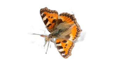 A small, delicate butterfly with orange and black wings flying against the background of pitchblack sky. The photo was taken from above at an angle using a Canon EOS camera with studio lighting.  Transparent Background