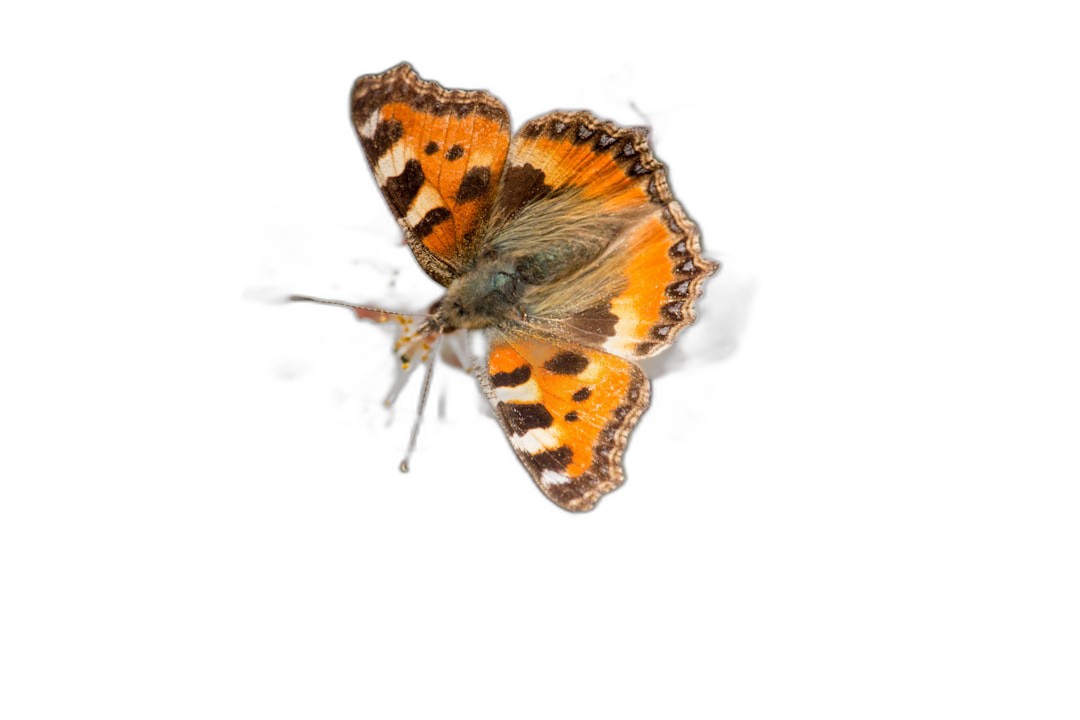 A small, delicate butterfly with orange and black wings flying against the background of pitchblack sky. The photo was taken from above at an angle using a Canon EOS camera with studio lighting.  Transparent Background