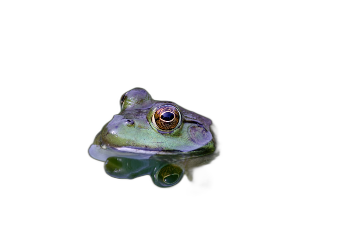 A purple and green frog floating on water, reflection photography in the style of colorism, black background, FHD, high resolution  Transparent Background