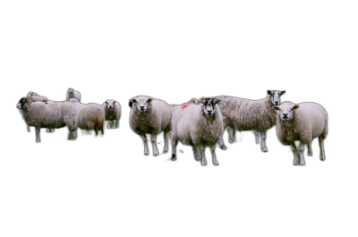 a group of sheep standing in front on black background, hyper realistic photography  Transparent Background