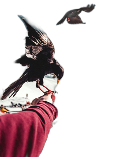 A person is feeding two birds in flight. Their one arm is holding food while petting them with their other hand. The background is black. It is a closeup photograph taken from a full body portrait looking up perspective. The pure dark environment has no light source. A wideangle lens was used, creating highlights and shadows. The composition focuses on the flying animals from a bird's eye view. Bright colors convey happy emotions. The style is similar to in the style of.  Transparent Background