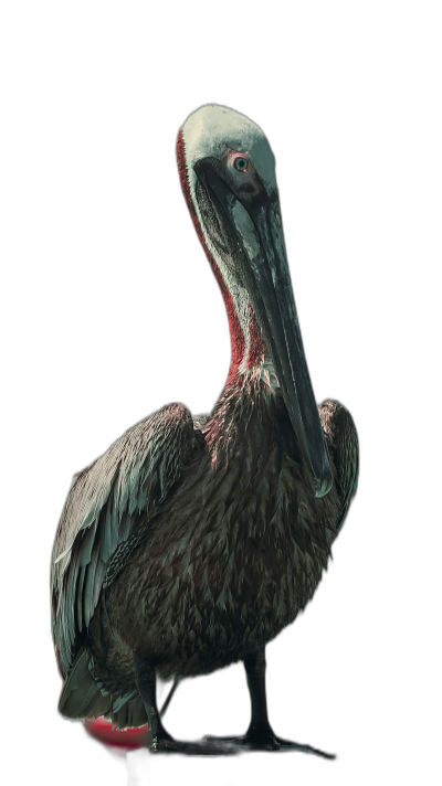 A full-body photograph of an Algerian brown pelican with red under its chin and neck, on a black background, a high resolution digital photography in the style of [Richard Avedon](https://goo.gl/search?artist%20Richard%20Avedon).  Transparent Background