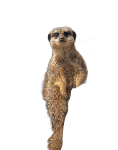 portrait of a full-bodied meerkat standing on its hind legs, isolated against a black background, hyper realistic photographic style  Transparent Background