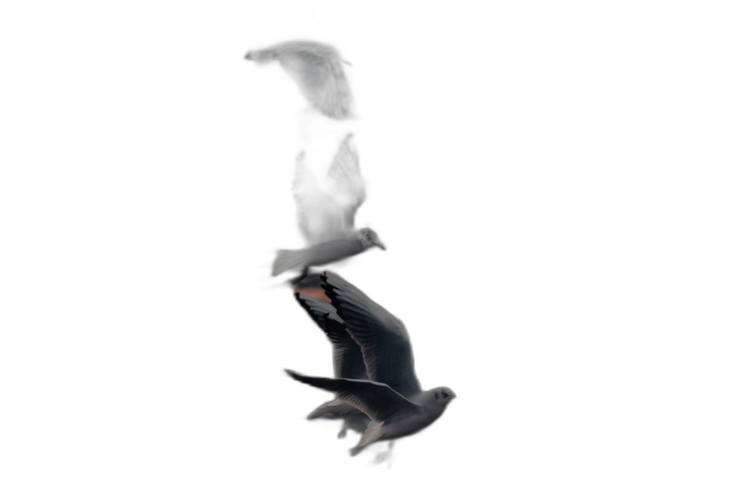 Two birds are flying in the air, one is upside down, with a black background, rendered in a photorealistic, cinematic style.  Transparent Background