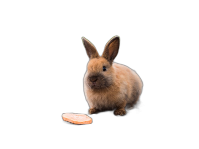 A small brown rabbit stands on its hind legs and looks at the piece of pizza floating in front against an isolated black background in the style of high definition photography.  Transparent Background