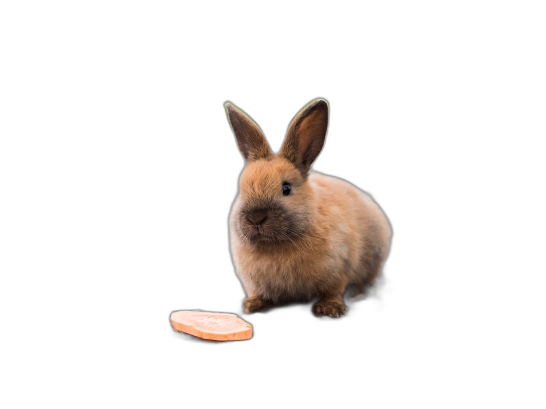 A small brown rabbit stands on its hind legs and looks at the piece of pizza floating in front against an isolated black background in the style of high definition photography.  Transparent Background