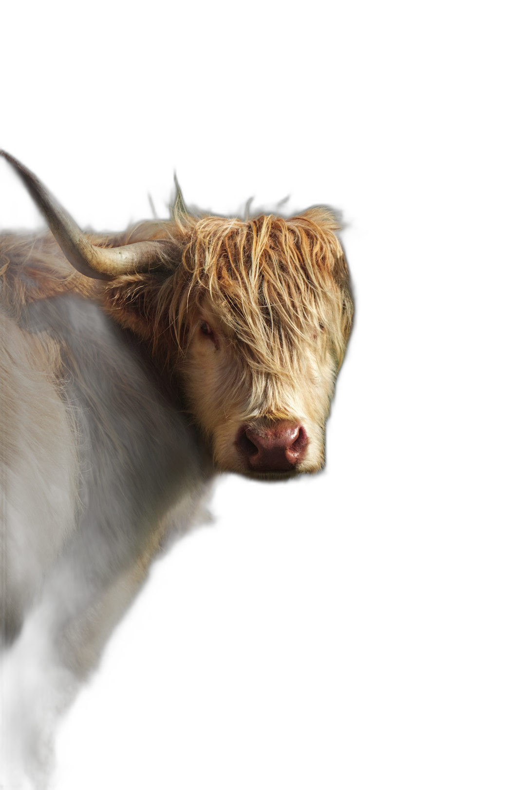 highland cow, side view, isolated on black background, dark shadows and lights, hyper realistic photography  Transparent Background