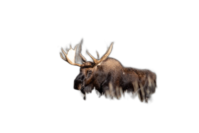 A motion blurred cute moose with large antlers jumping against black background is captured in an action shot, motion blur, slow shutter speed, wildlife photography, national geographic, long exposure, isolated on dark black background, professional color grading, soft shadows and no contrast for stock photo,  Transparent Background