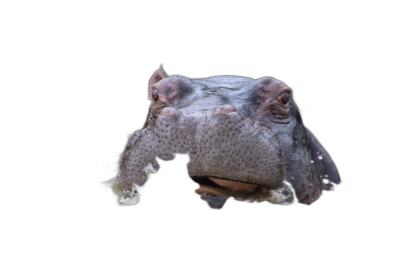 A hippo's head floating in the air against a black background, rendered in a hyperrealistic, high-definition photographic style. The front view of the hippo's head is depicted in the style of hyperrealistic photography.  Transparent Background