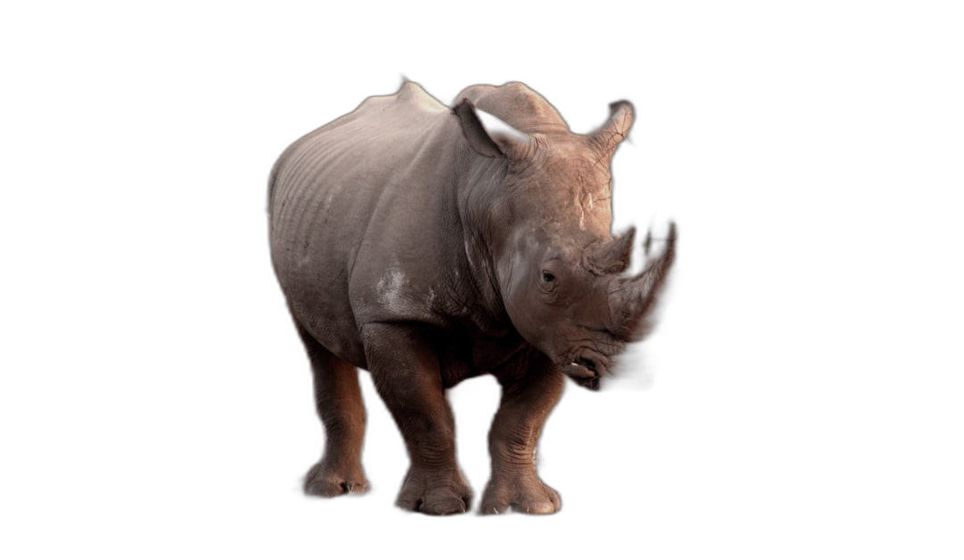 Stylized rhinoceros, standing pose, full body shot, black background, isolated, hyper realistic photograph, in the style of canon eos r5  Transparent Background