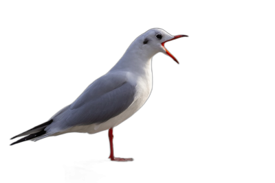 Seagull on black background, singing with mouth open, standing sideways, full body, high resolution photography, professional color grading, no contrast, clean sharp focus, focus stacking, hyper realism  Transparent Background