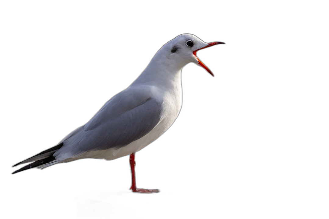 Seagull on black background, singing with mouth open, standing sideways, full body, high resolution photography, professional color grading, no contrast, clean sharp focus, focus stacking, hyper realism  Transparent Background