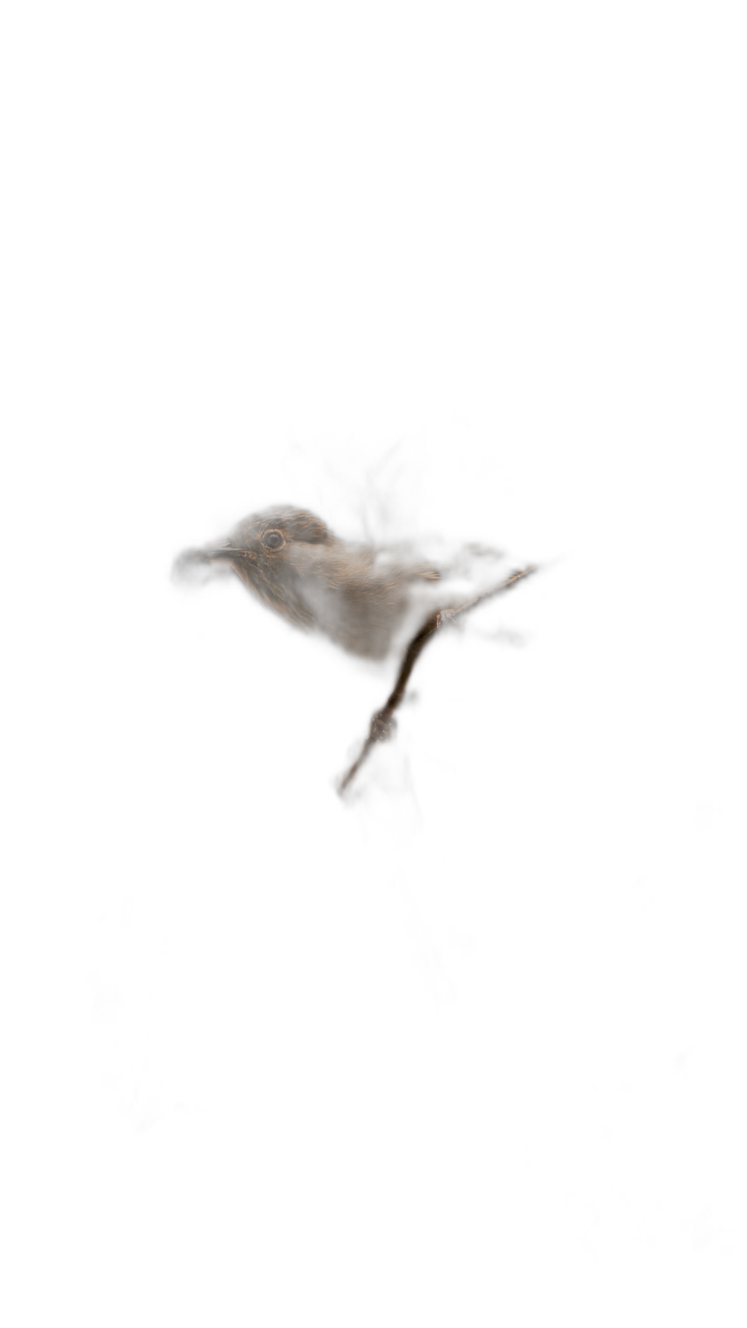 A single nightingale floating in the darkness, minimalist photography in the style of fujifilm pro 800z, ethereal background, negative space, hyper realistic  Transparent Background