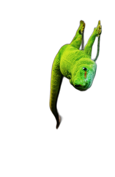 A green chameleon leaping towards the camera, captured in midair against black background. The lizard's vibrant color and dynamic pose create an intense visual effect. Highquality photo.  Transparent Background